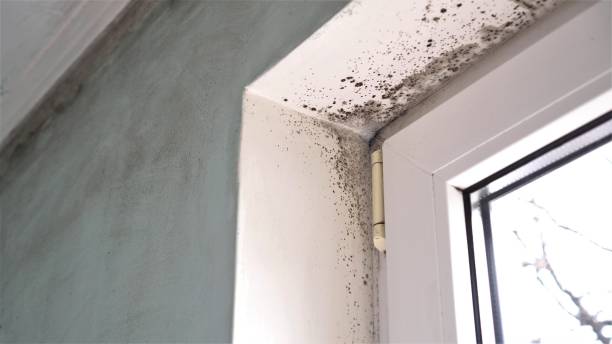 Best Residential Mold Removal  in Frankfort, IN