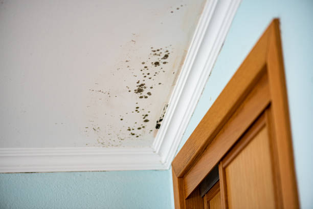 Best Office Mold Removal Services  in Frankfort, IN