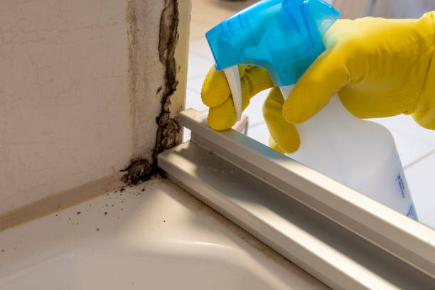 Best Toxic Mold Removal  in Frankfort, IN
