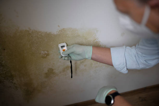 Best Certified Mold Removal  in Frankfort, IN