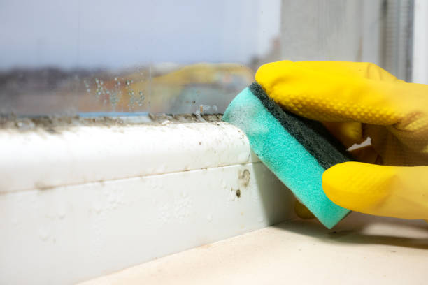 Crawl Space Mold Removal in Frankfort, IN