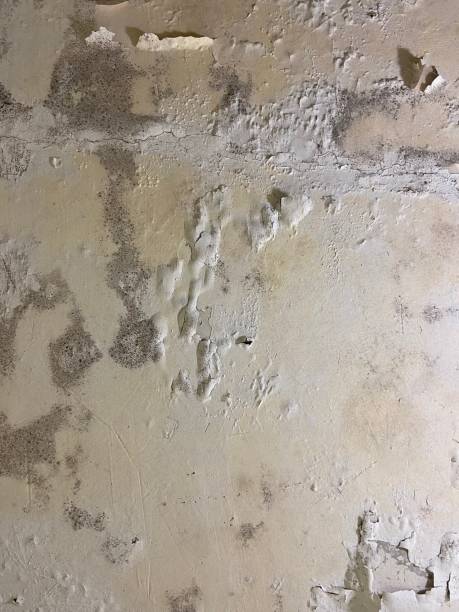 Best Affordable Mold Removal  in Frankfort, IN