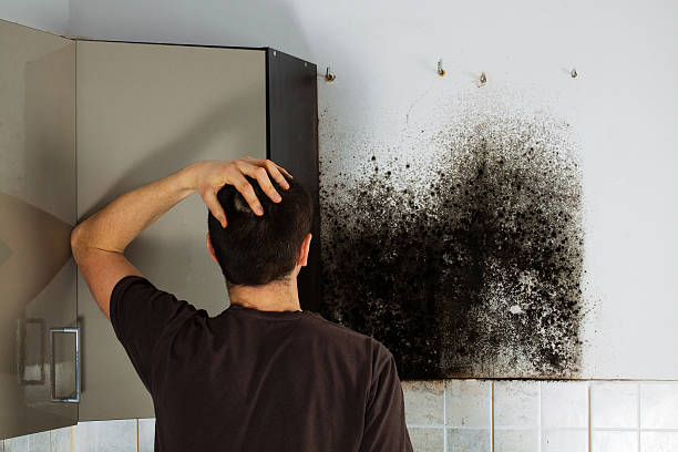 Best Mold Removal Specialists  in Frankfort, IN